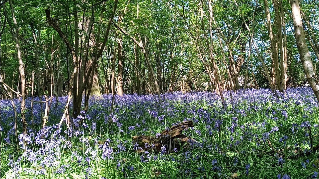 Bluebells Carpet the Cotswolds
