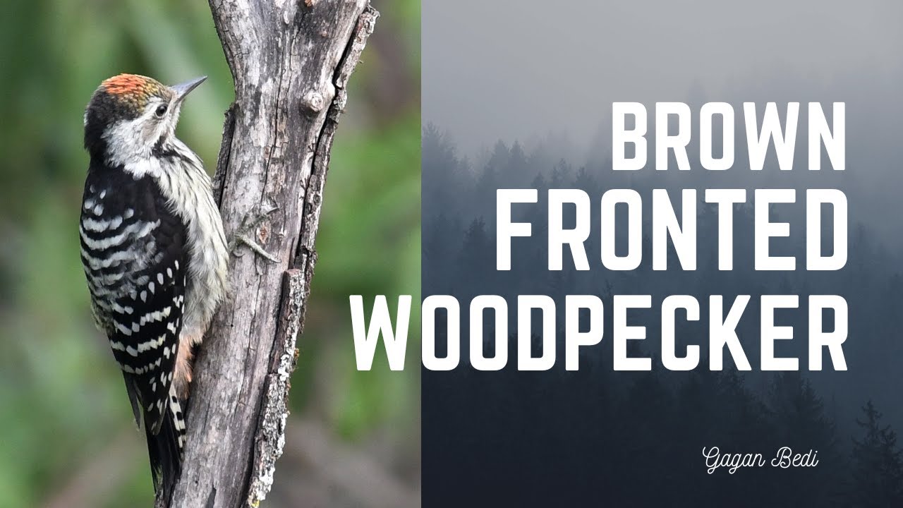 Brown Fronted Woodpecker in its habitat 