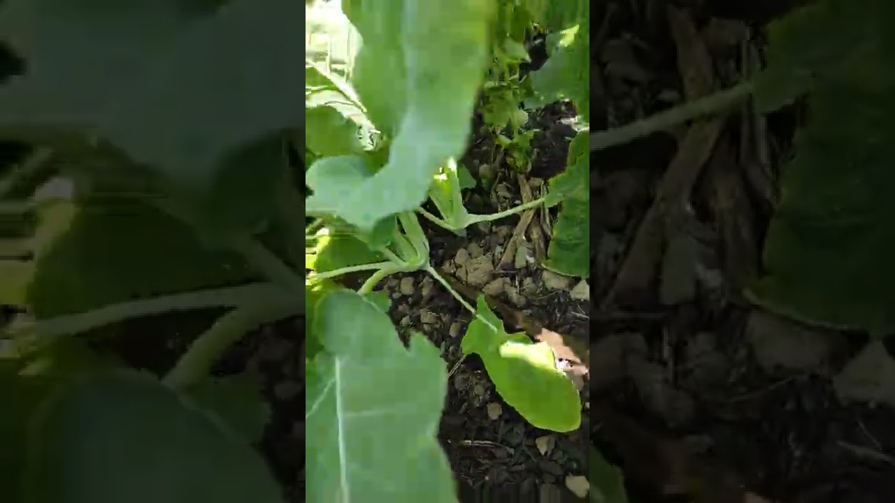 Zucchini kohlrabi and flowers 