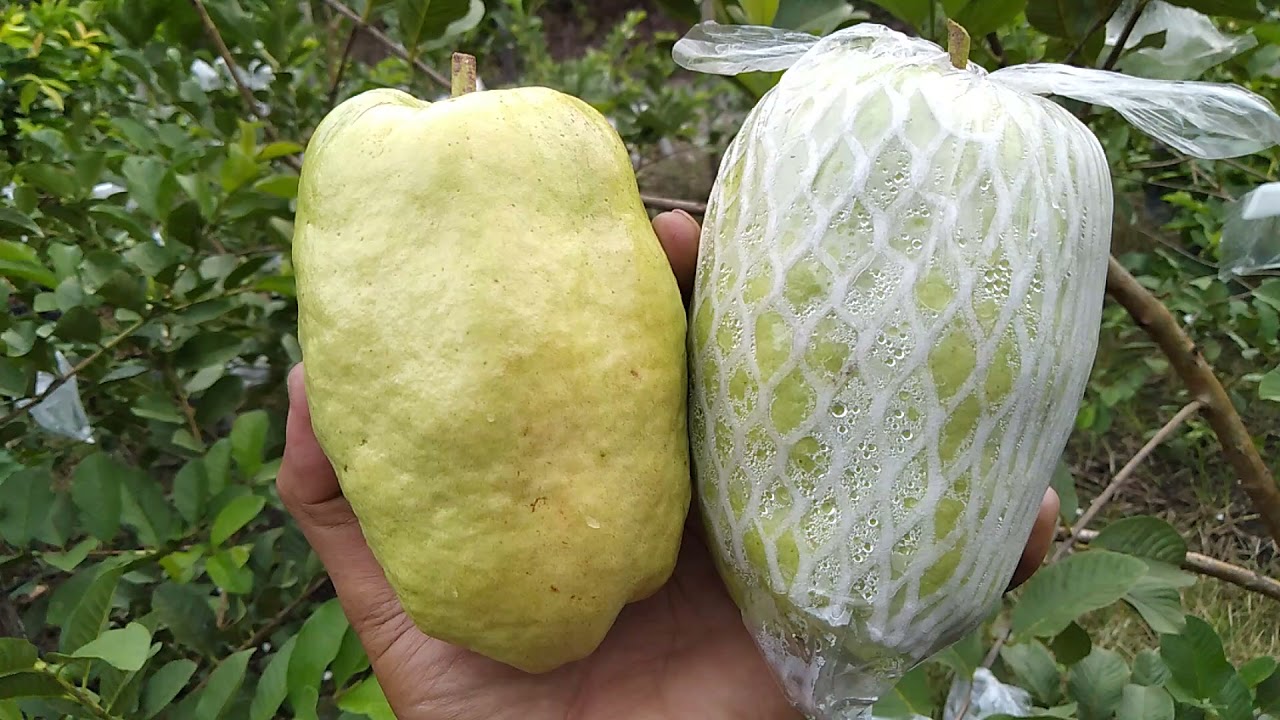 Jambu FARANG Buah Jumbo dan Cantik asal usul harus yg valid