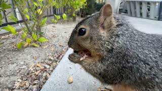 Furry Friday Squirrel!🐿️🥰