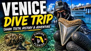 We Found Some INCREDIBALE Shark Teeth Diving Venice Florida