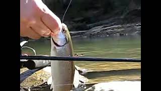 Alabama rainbow trout - smith lake sipsey tail water below dam year around trout fishing screenshot 5