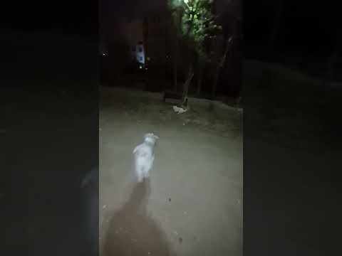 نزار در بره برو بگیرش  شلتنا دوست نزهه هاپو کمک گربه تضامنا  