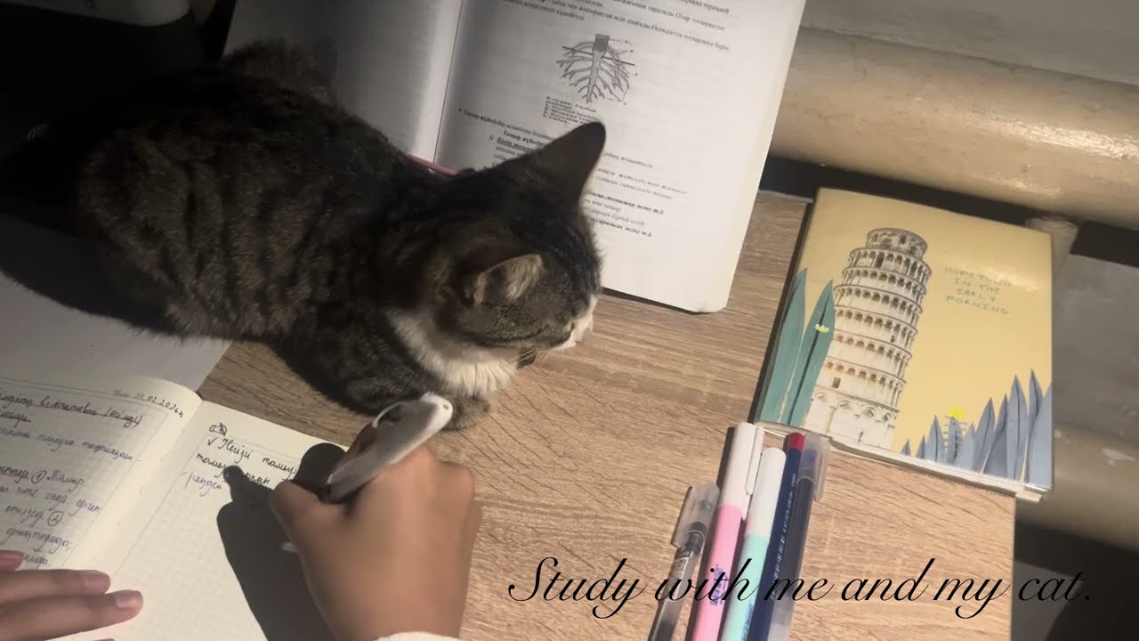 Study with me and my cat.| afternoon| Calm piano 🎹.