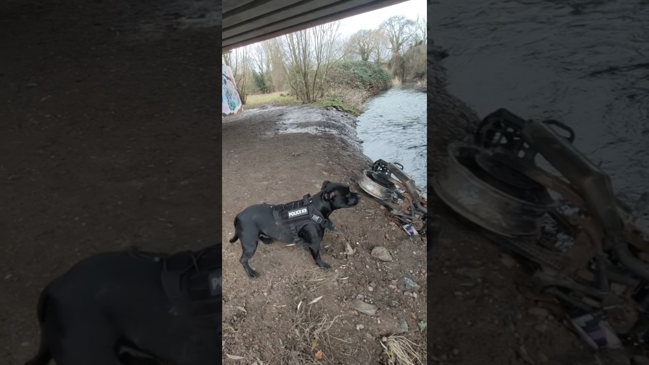 Dog walker makes a shocking discovery 