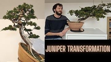 Sabina Juniper Bonsai – Complete First Styling Process Explained
