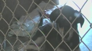Martin County Animal Shelter needs help with animal overpopulation