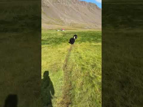 Schaf Guides - Raudisandur