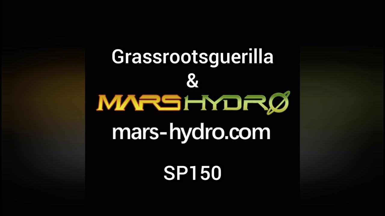 Power plant - Dutch passion - legendary strain