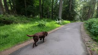 Gortin Glen forest Park, County Tyrone 24th June 2021