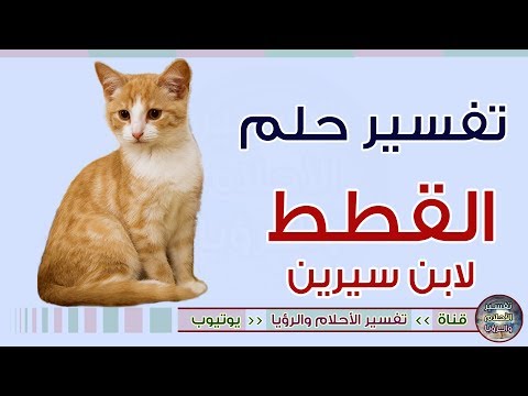 فيديو: ما هي احلام القطط