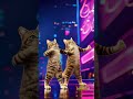 Two cats, one dance floor 😼💃🐾#catdance #catduo #funnycats #fyp #reels #shorts #viralcats #cuteanimal