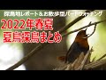 お散歩型バードウォッチング　2022年春夏のまとめ　多くの野鳥・夏鳥に出会えた暑くて熱い探鳥のお話です