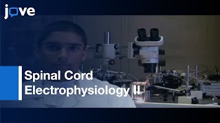 Spinal Cord Electrophysiology II: Extracellular Suction Electrode Fabrication l Protocol Preview