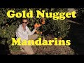 Growing Gold Nugget Mandarins in AZ