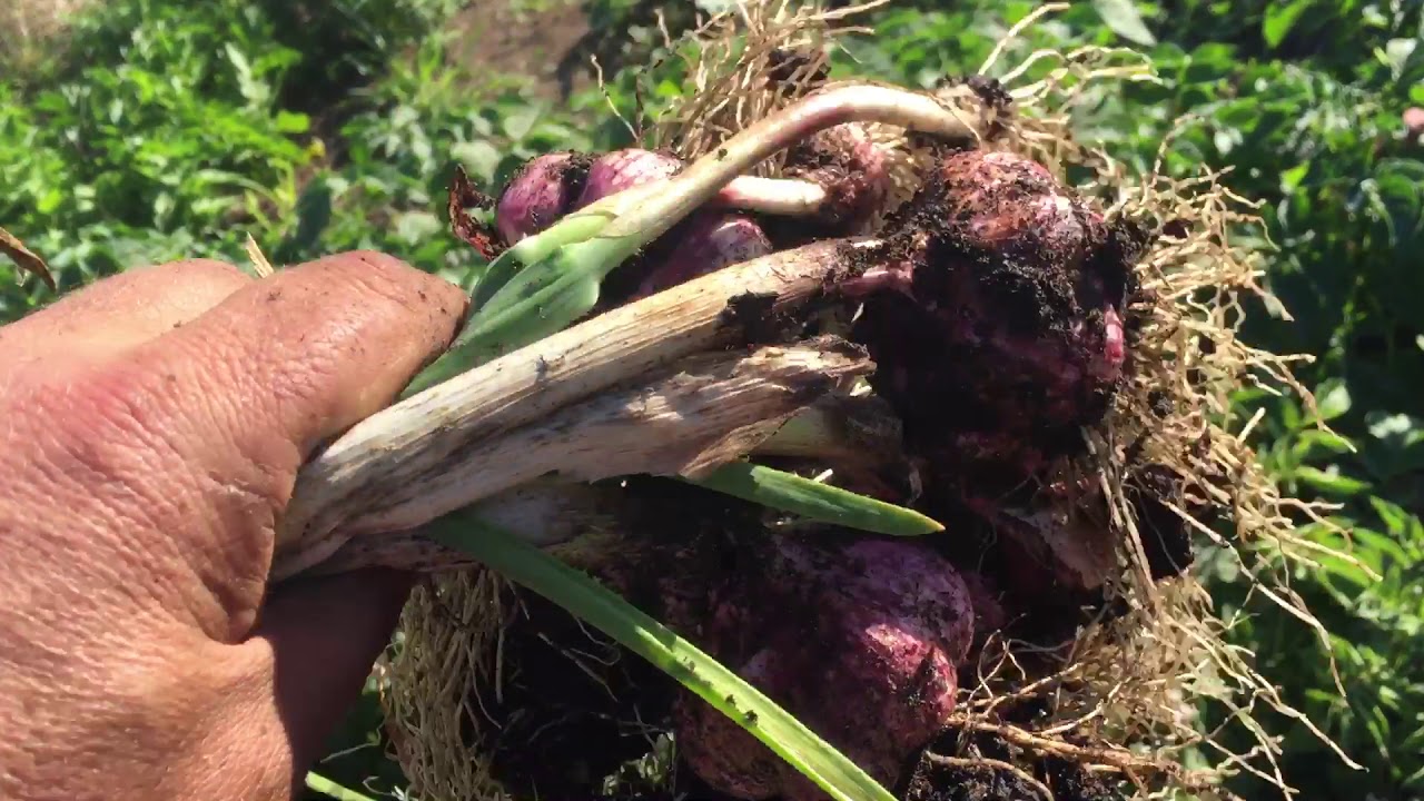 Is Chinese white garlic bleached?