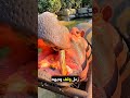 يعطي لصديقه الأكل بطريقة مميزة