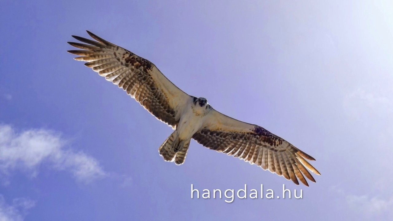 Szállj sólyom szárnyán Onodi Renáta