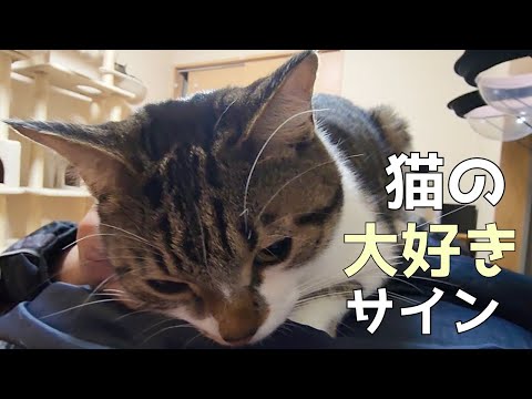 実は愛情表現だった、猫の大好きサイン