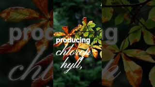 Fall Colours Explained #facts #dailyfacts #curiosity #life #shorts #studyfreak #study #fall