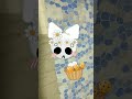 idk cat