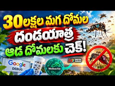 Google Released 3 Million Mosquitoes In Australia, Cutting Pests By 95% | NTV Digital Exclusive - NTVTELUGU