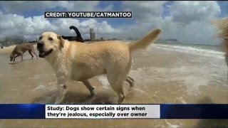 Do Dogs Feel Jealousy?