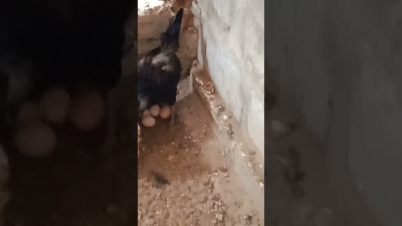 kadaknath chicken farming in Tamil Nadu/kadaknath poultry/kadaknath murga murgi kadaknath 