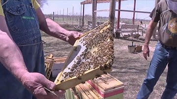 Beekeeping demonstration