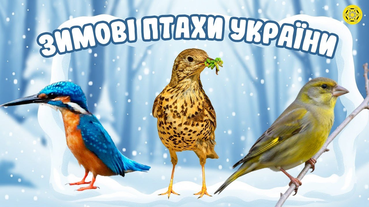 70 птахів, яких можна зустріти взимку в Україні
