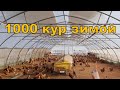 1000 кур зимой и выезд на доставку яиц