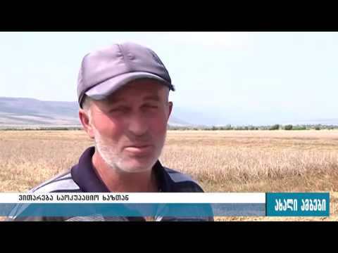 სობისში მოსავალს ოკუპანტები იღებენ 24.08.2016