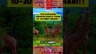 KOK BISA?! Jerapah Tidur Cuma Beberapa MENIT Sehari? #FaktaUnikHewan #Jerapah #TidurSingkat #Hewan