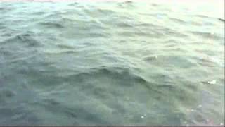 Christys Shark 0001
