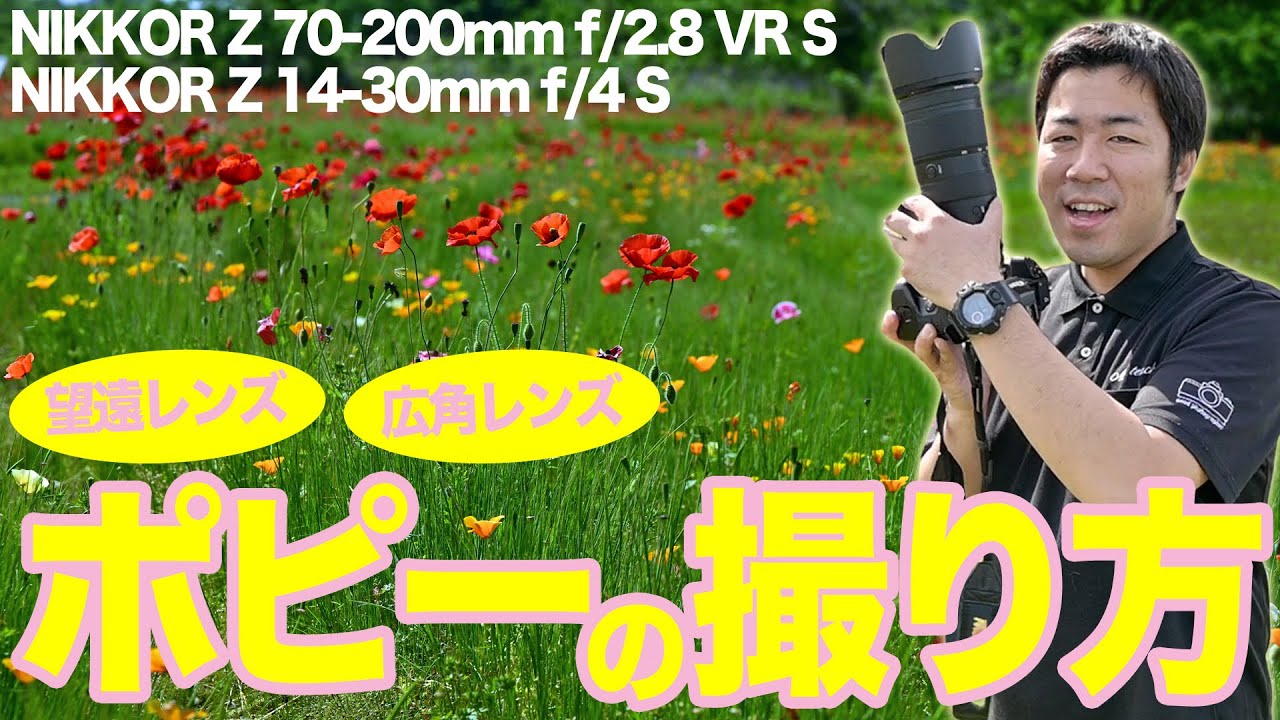 How to photograph poppies - Nikon NIKKOR Z 70-200mm f/2.8 VR S