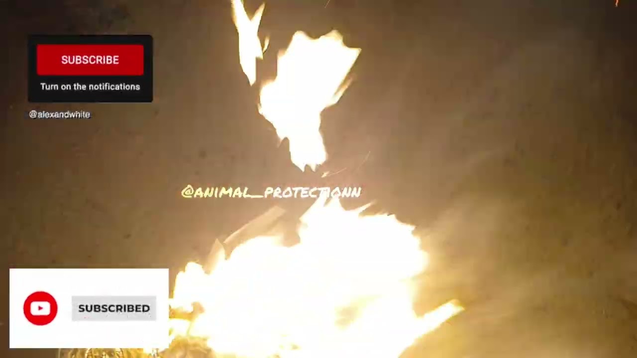 Animals are much kinder and more loyal than humans!🐕🥳