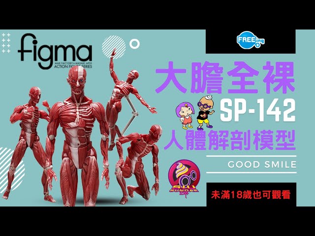 figma(フィグマ) SP-142 人体模型(じんたいもけい) 完成品 可動