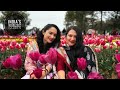  himachal pradeshs first tulip garden at palampur
