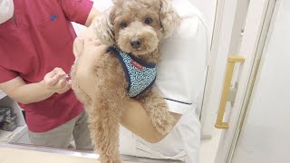 病院の注射が大嫌いな犬なのに泣き叫ばずに耐えて頑張ってくれました！【トイプードル】