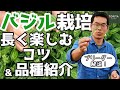 【ハーブ】バジル栽培 注意点！【ブリーダー解説】