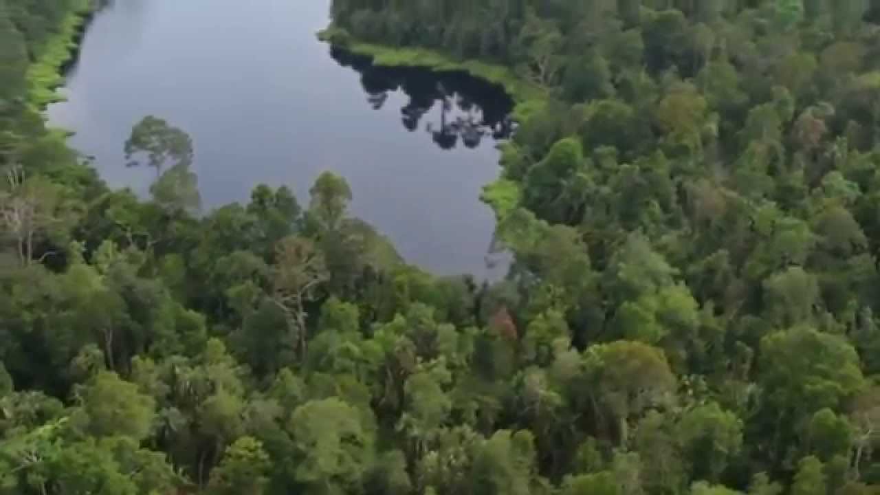 Riau Ecosystem Restoration (RER): Supporting forests, people & biodiversity