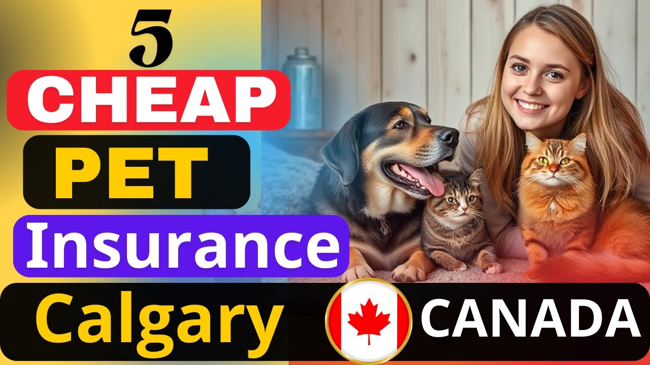 Top 5 Cheapest Pet Insurance in Calgary Canada 2025 | Best Affordable Coverage for Pets