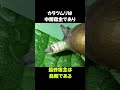 カタツムリに寄生する生き物「ロイコクロリディウム」の雑学 #動物 #生き物 #shorts #雑学 #豆知識 #おもしろい #昆虫