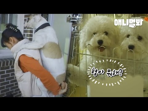 견생 3개월차 동생들을 질투해 어부바해달라는 대형견ㅋㅋㅣDog Who Got Jealous Of His Younger Siblings <strong>Asks</strong> For A Piggyback Ride
