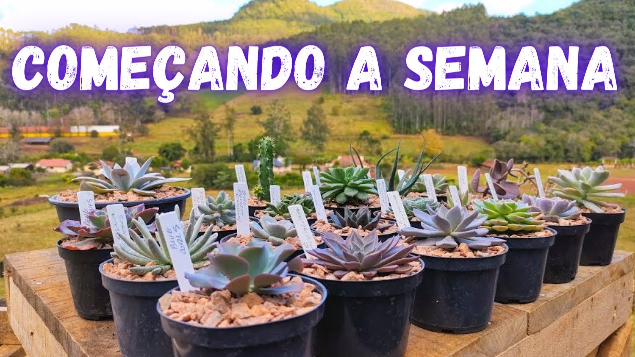 COMEÇANDO A SEMANA ASSIM, O QUE ACHAM ?