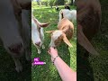 rescue goats getting brave