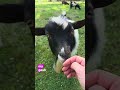 rescue goats getting brave