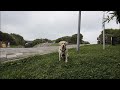 Live From China’s 5A Baili Dujuan Scenic Area With My Labrador
