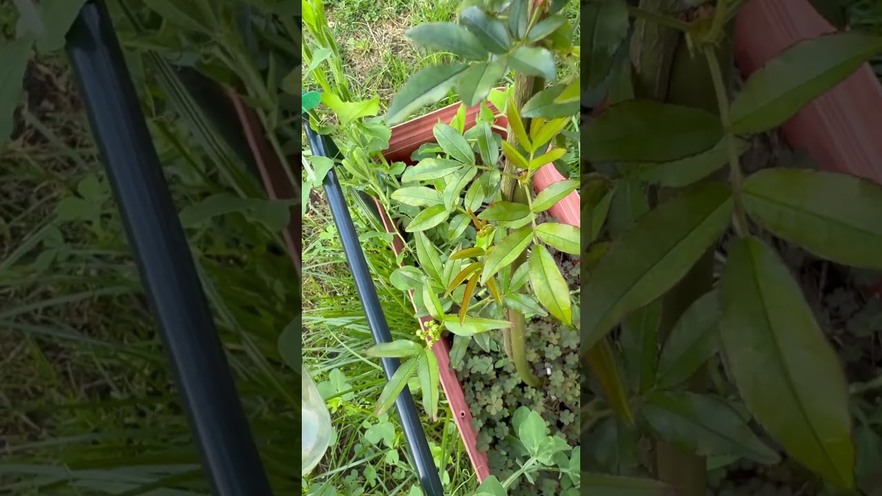 More spring growth - Australian Spring Gardening 